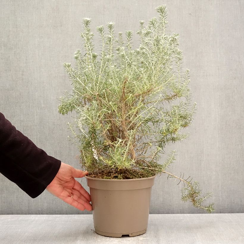 Exemplar von Ozothamnus rosmarinifolius Silver Jubilee - Ozothamnie Topf mit 4L/5L wie im Frühjahr geliefert