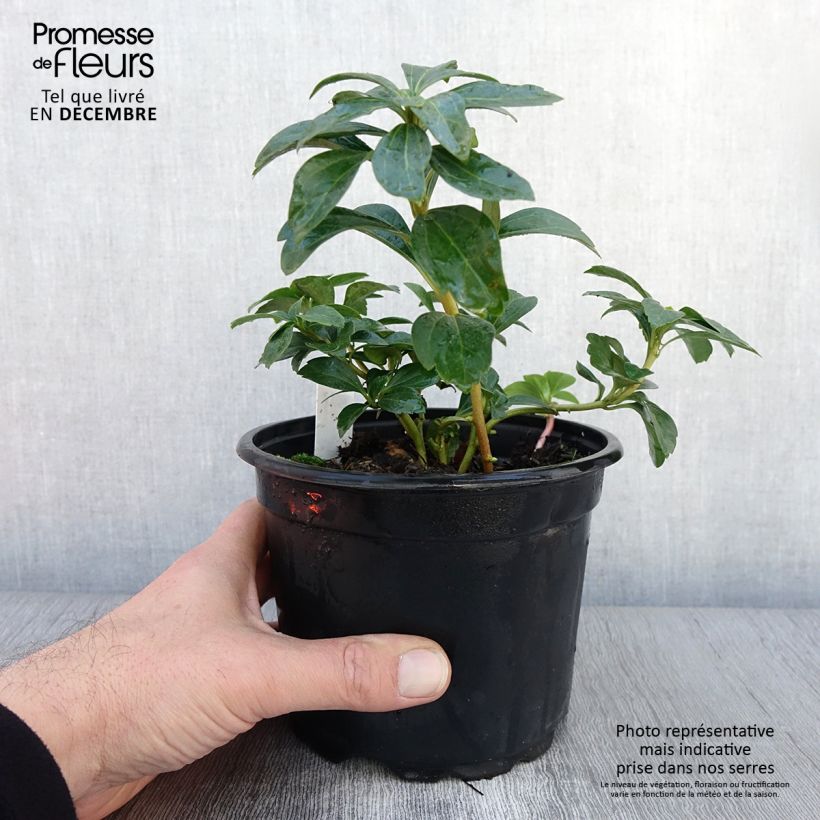 Exemplar von Pachysandra terminalis - Japanischer Ysander Topf mit 2L/3L wie im Herbst geliefert
