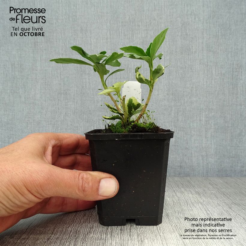 Exemplar von Pachysandra terminalis Variegata - Japanischer Ysander Kleine Töpfe von 8/9 cm wie im Herbst geliefert