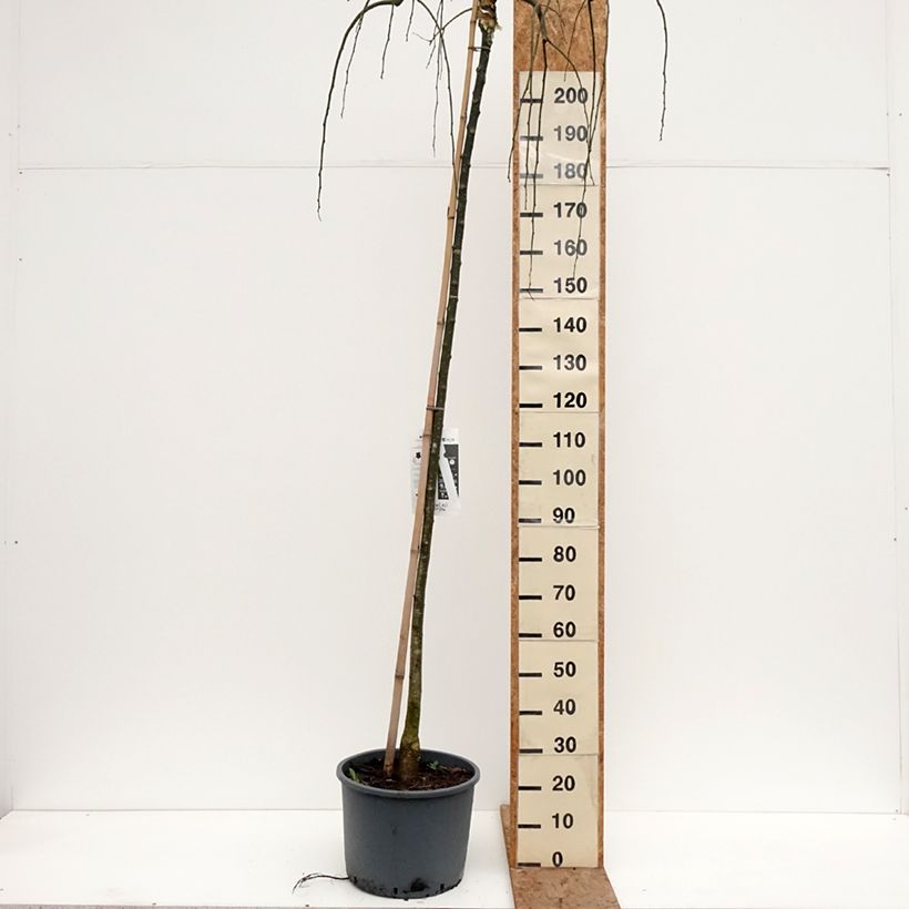 Exemplar von Sophora japonica Pendula - Japanischer Schnurbaum Topf mit 20L/25L wie im Winter geliefert