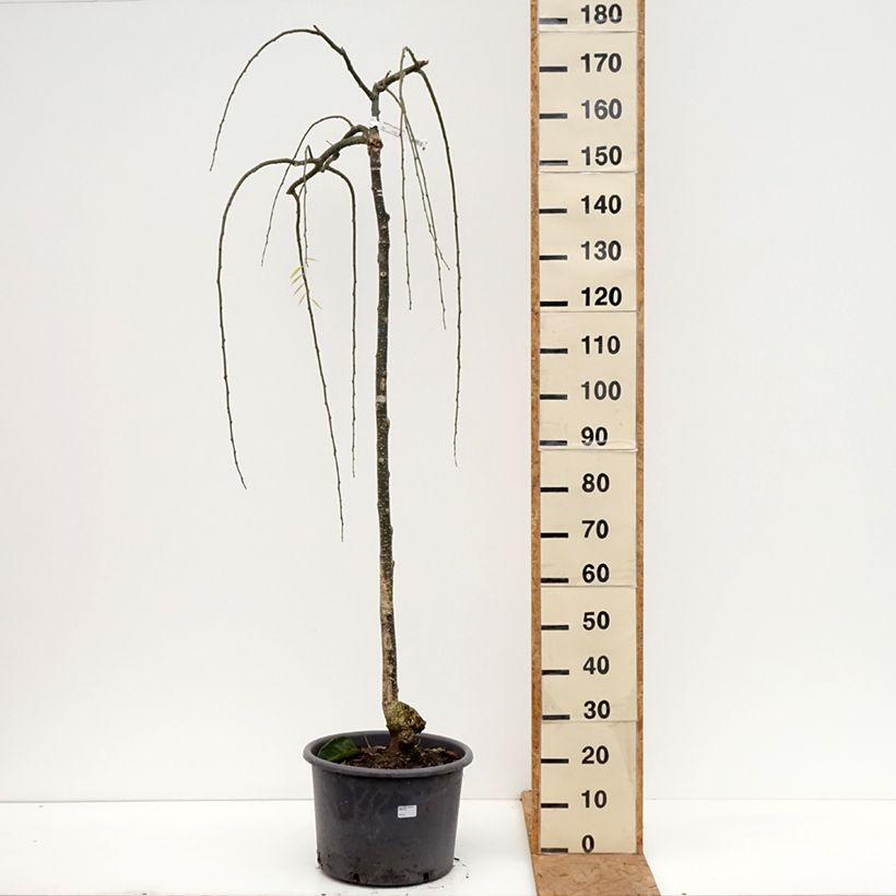 Exemplar von Sophora japonica Pendula - Japanischer Schnurbaum Topf mit 20L/25L wie im Herbst geliefert