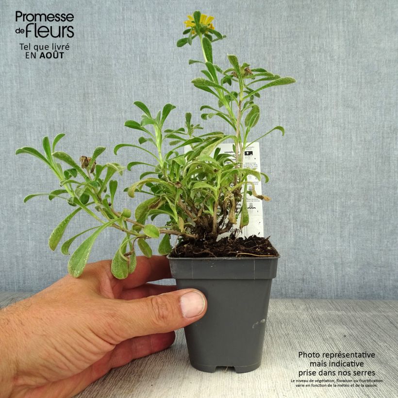 Exemplar von Pallenis maritima Aurelia Gold - Küstenstrandstern Kleine Töpfe von 8/9 cm wie im Sommer geliefert