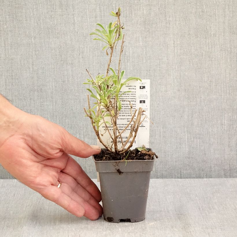 Exemplar von Pallenis maritima Aurelia Gold - Küstenstrandstern Kleine Töpfe von 8/9 cm wie im Sommer geliefert