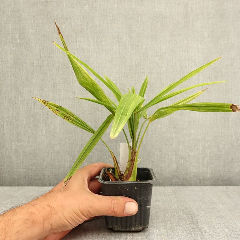 Exemplar von Trachycarpus fortunei - Fächerpalme Kleine Töpfe von 8/9 cm wie im Sommer geliefert