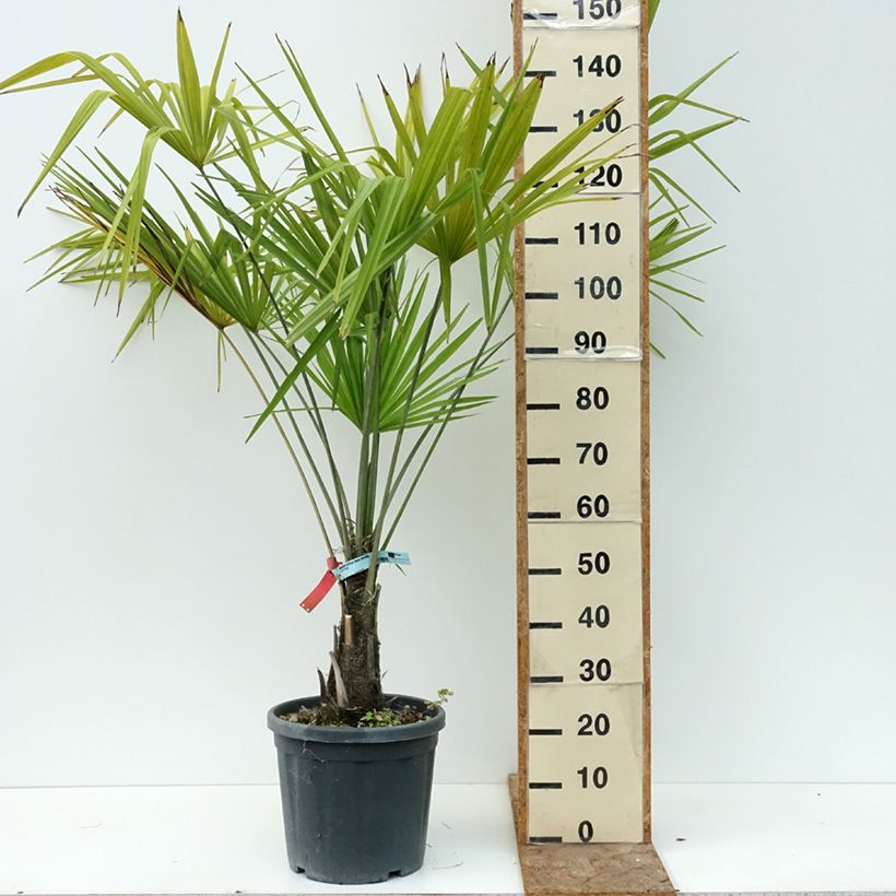 Exemplar von Trachycarpus fortunei - Fächerpalme Topf mit 18L/20L wie im Sommer geliefert