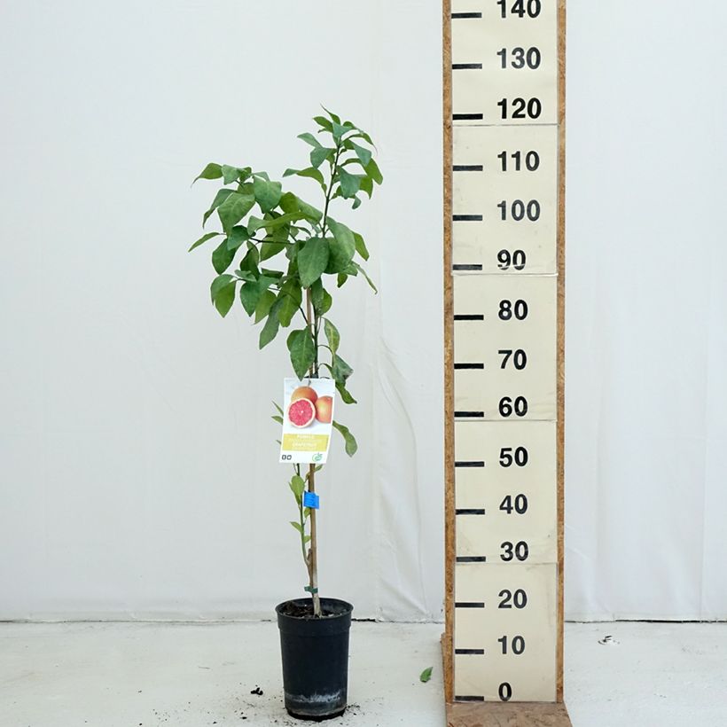 Exemplar von Grapefruit - Citrus x paradisi Topf mit 7,5L/10L, Halbstamm wie im Herbst geliefert