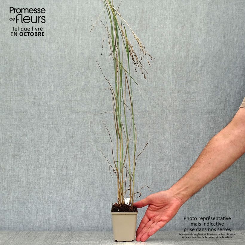 Exemplar von Panicum virgatum Blue Darkness - Ruten-Hirse Kleine Töpfe von 8/9 cm wie im Herbst geliefert