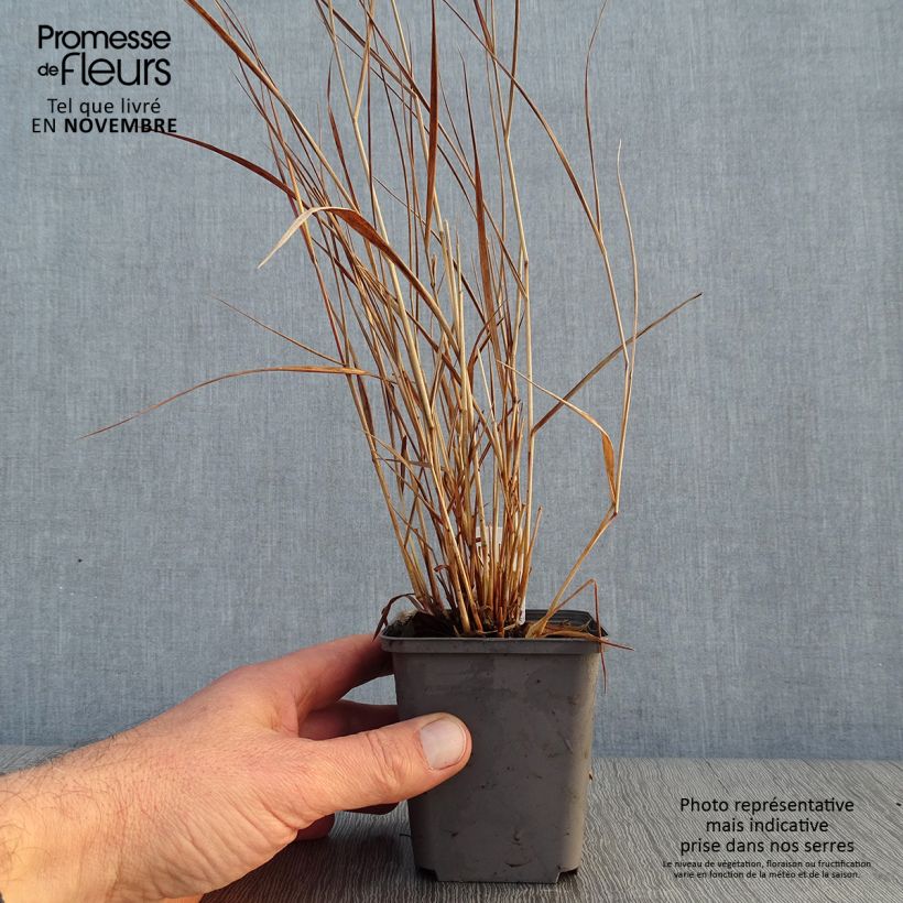 Exemplar von Panicum virgatum Cheyenne Sky - Ruten-Hirse Kleine Töpfe von 8/9 cm wie im Herbst geliefert