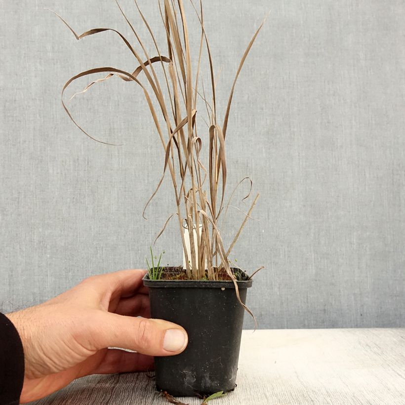 Exemplar von Panicum virgatum Cloud Nine - Ruten-Hirse Kleine Töpfe von 8/9 cm wie im Herbst geliefert
