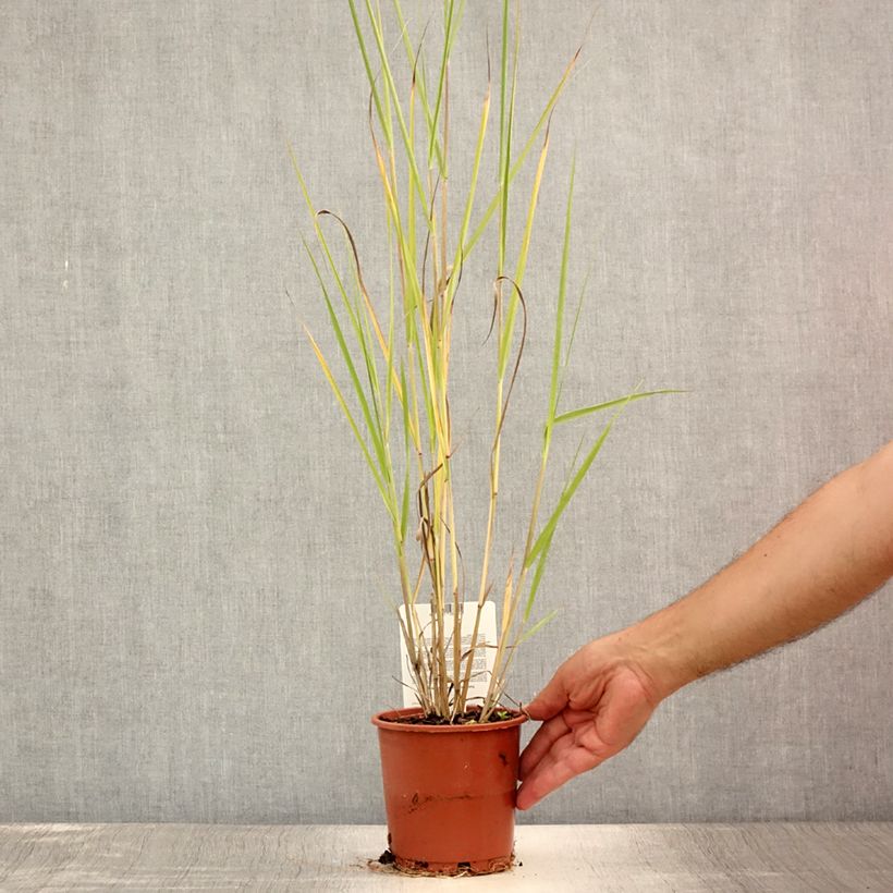 Exemplar von Panicum virgatum Cloud Nine - Ruten-Hirse Topf mit 1L/1,5L wie im Sommer geliefert