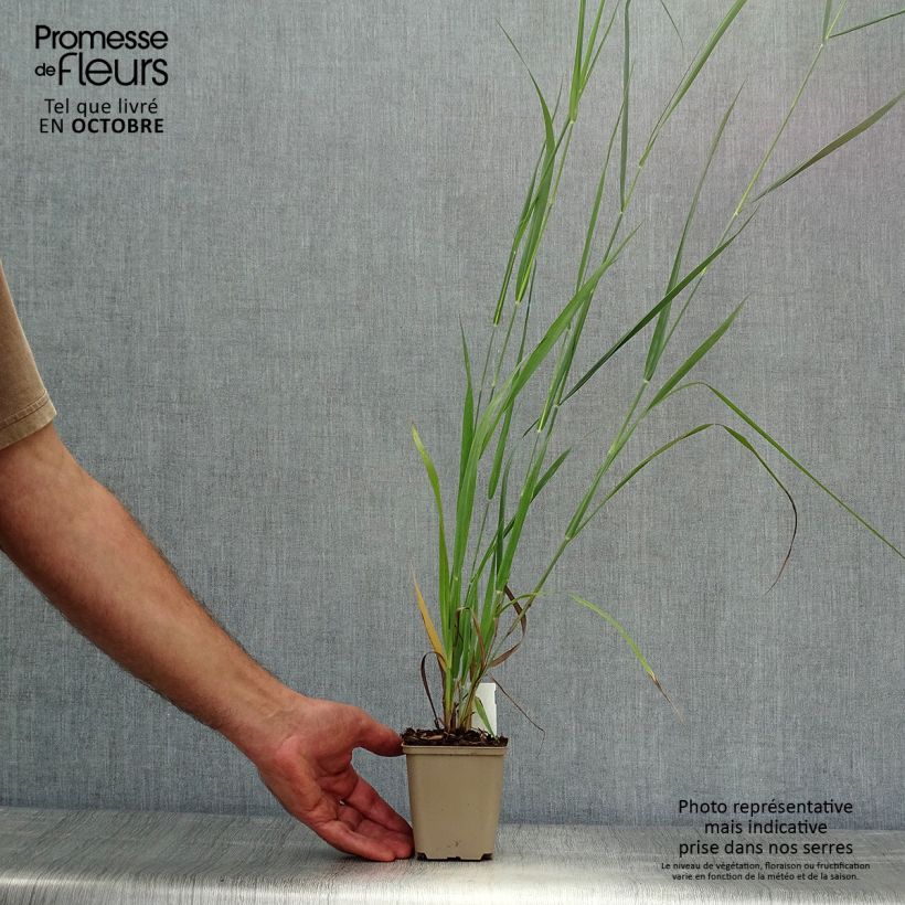 Exemplar von Panicum virgatum Dallas Blues - Ruten-Hirse Kleine Töpfe von 8/9 cm wie im Herbst geliefert