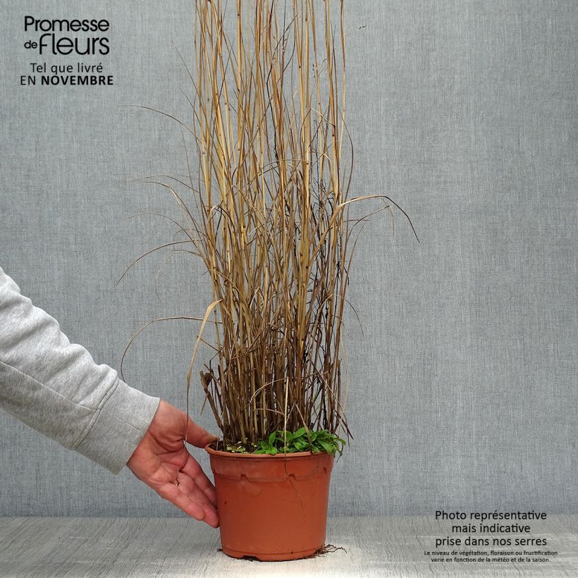 Exemplar von Panicum virgatum Heavy Metal - Ruten-Hirse Topf mit 2L/3L wie im Herbst geliefert