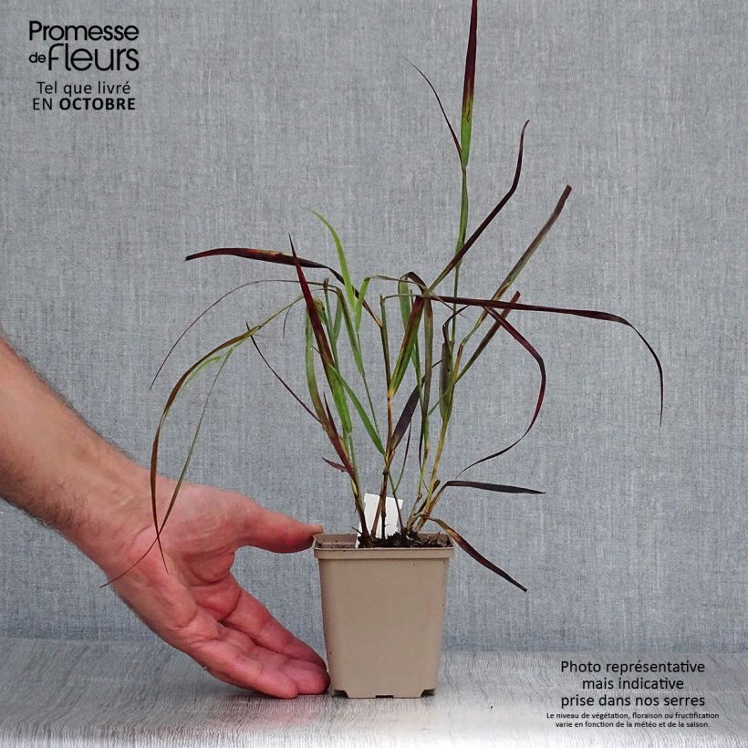 Exemplar von Panicum virgatum Kulsenmoor - Ruten-Hirse Kleine Töpfe von 8/9 cm wie im Herbst geliefert