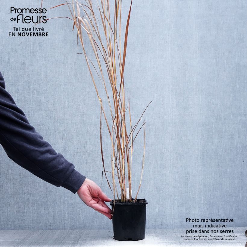 Exemplar von Panicum virgatum Northwind - Ruten-Hirse Topf mit 2L/3L wie im Herbst geliefert