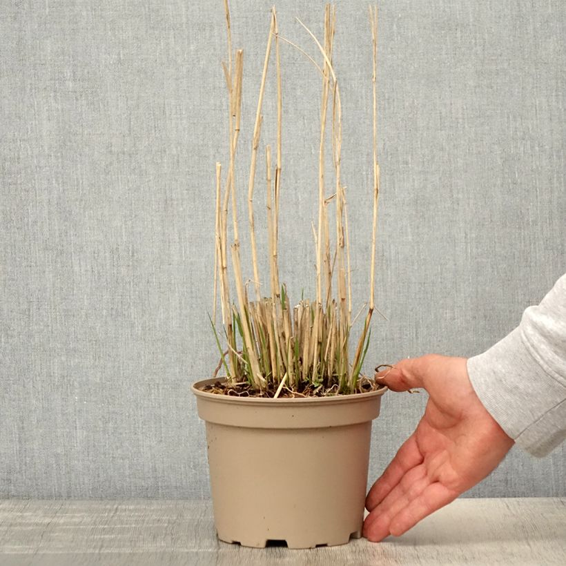 Exemplar von Panicum virgatum Northwind - Ruten-Hirse Topf mit 2L/3L wie im Frühjahr geliefert