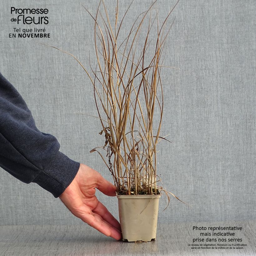 Exemplar von Panicum virgatum Prairie Sky - Ruten-Hirse Kleine Töpfe von 8/9 cm wie im Herbst geliefert