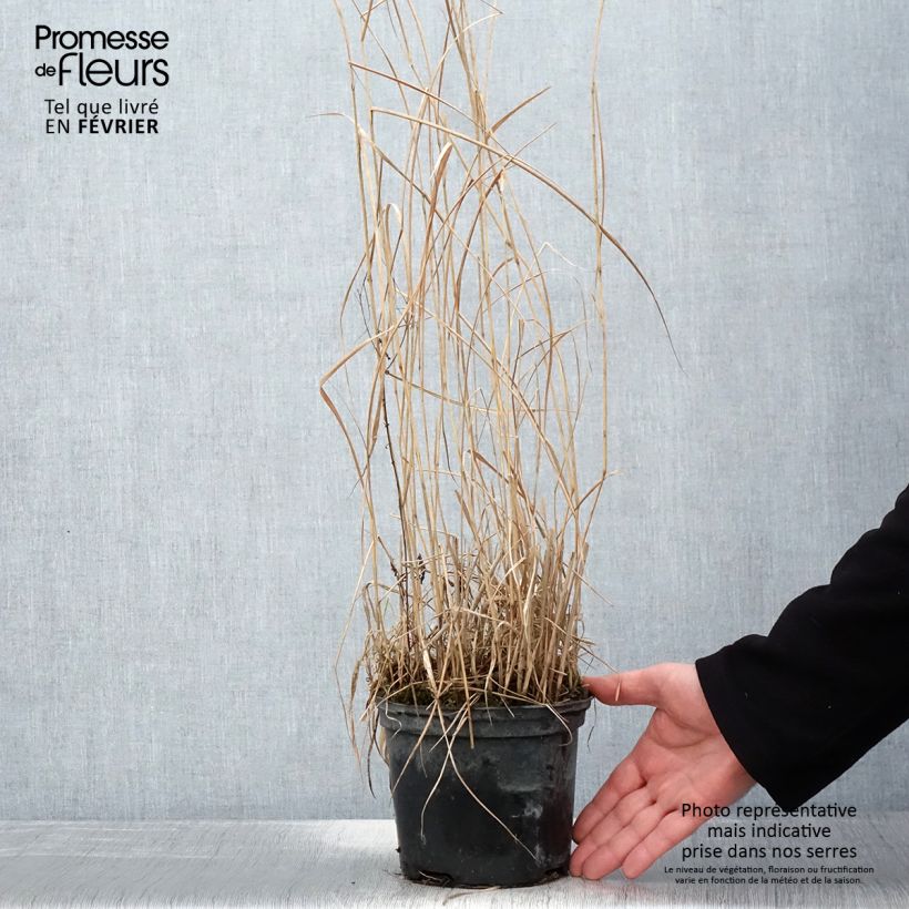 Exemplar von Panicum virgatum Prairie Sky - Ruten-Hirse Topf mit 2L/3L wie im Winter geliefert