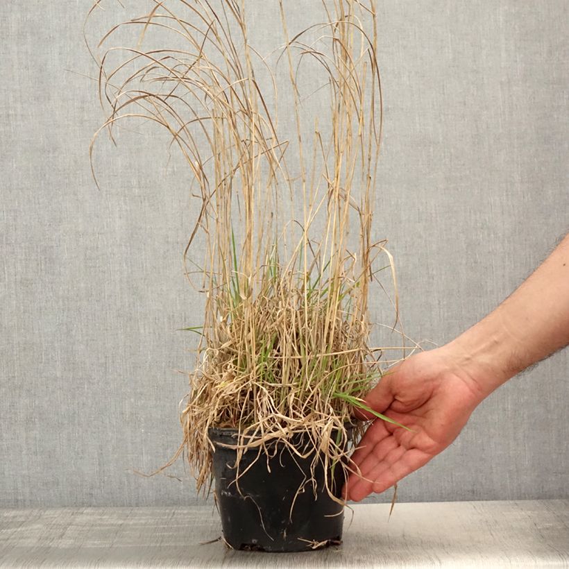Exemplar von Panicum virgatum Prairie Sky - Ruten-Hirse Topf mit 2L/3L wie im Frühjahr geliefert