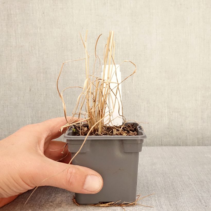 Exemplar von Panic érigé - Panicum virgatum Purple Tears Kleine Töpfe von 8/9 cm wie im Frühjahr geliefert