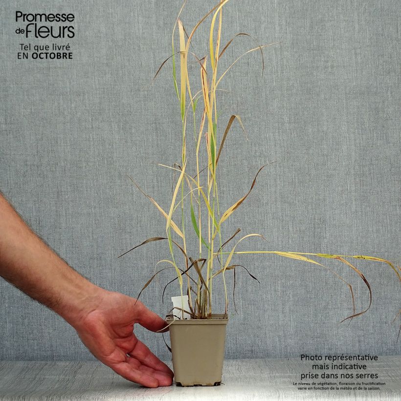 Exemplar von Panicum virgatum Sangria - Ruten-Hirse Kleine Töpfe von 8/9 cm wie im Herbst geliefert