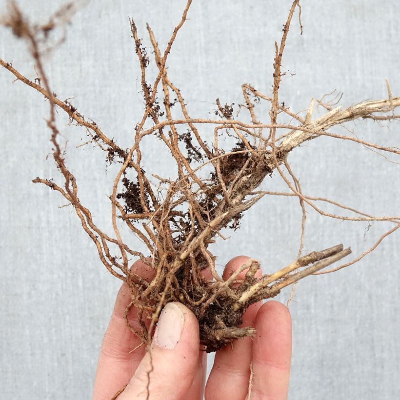 Exemplar von Panicum virgatum Sangria - Ruten-Hirse Wurzelnackt wie im Winter geliefert