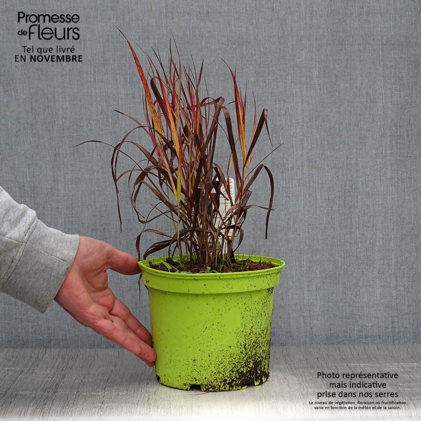 Exemplar von Panicum virgatum Shenandoah - Ruten-Hirse Topf mit 2L/3L wie im Herbst geliefert