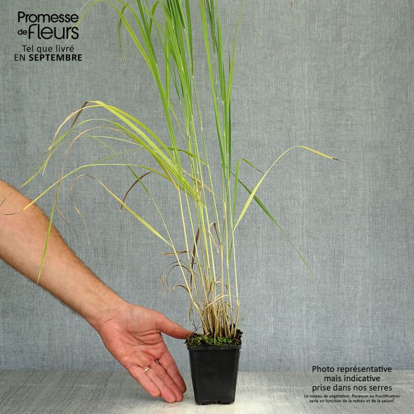 Exemplar von Panicum virgatum Thundercloud - Ruten-Hirse Kleine Töpfe von 8/9 cm wie im Herbst geliefert