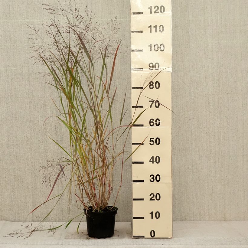 Exemplar von Panicum virgatum Warrior - Ruten-Hirse Topf mit 2L/3L wie im Herbst geliefert