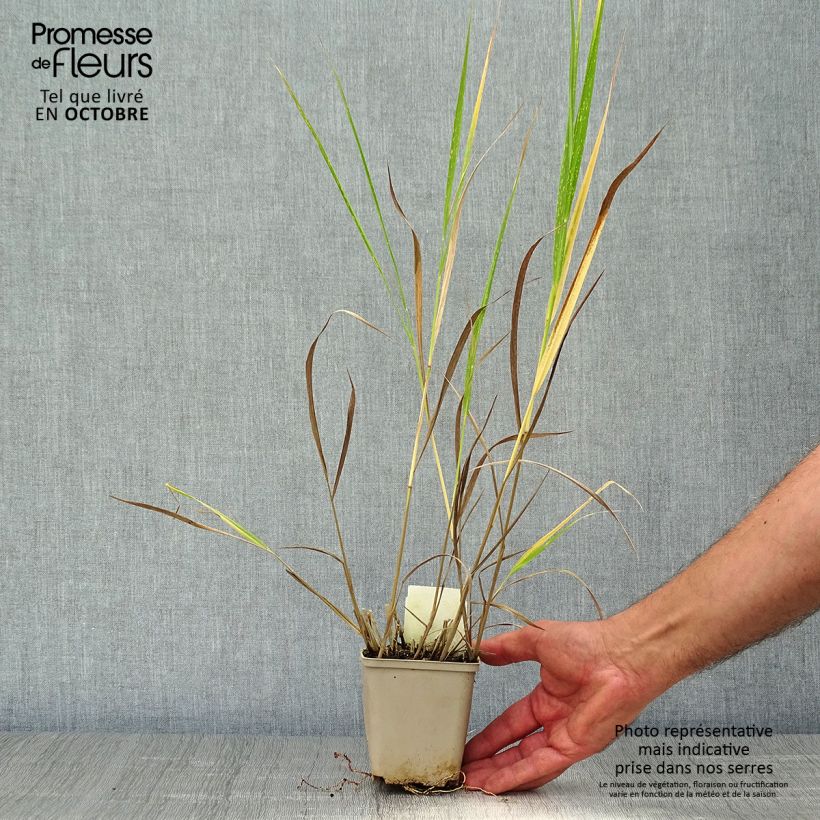 Exemplar von Panicum virgatum Squaw - Ruten-Hirse Kleine Töpfe von 8/9 cm wie im Herbst geliefert