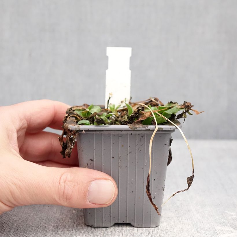 Exemplar von Bellis perennis - Gänseblümchen Kleine Töpfe von 8/9 cm wie im Winter geliefert