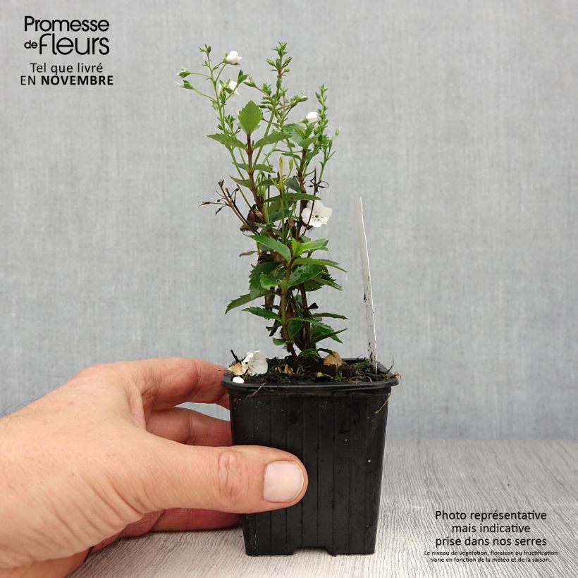 Exemplar von Parahebe catarractae Avalanche - Parahebe Kleine Töpfe von 8/9 cm wie im Herbst geliefert