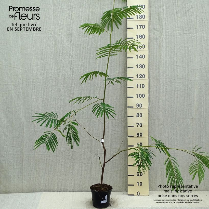 Exemplar von Paraserianthes lophantha - Cape Leeuwin Akazie Topf mit 4L/5L wie im Herbst geliefert