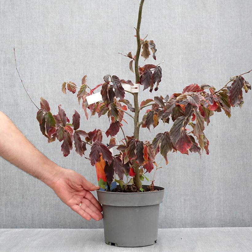 Exemplar von Eisenbaum Burgundy - Parrotia persica Topf mit 4L/5L wie im Herbst geliefert