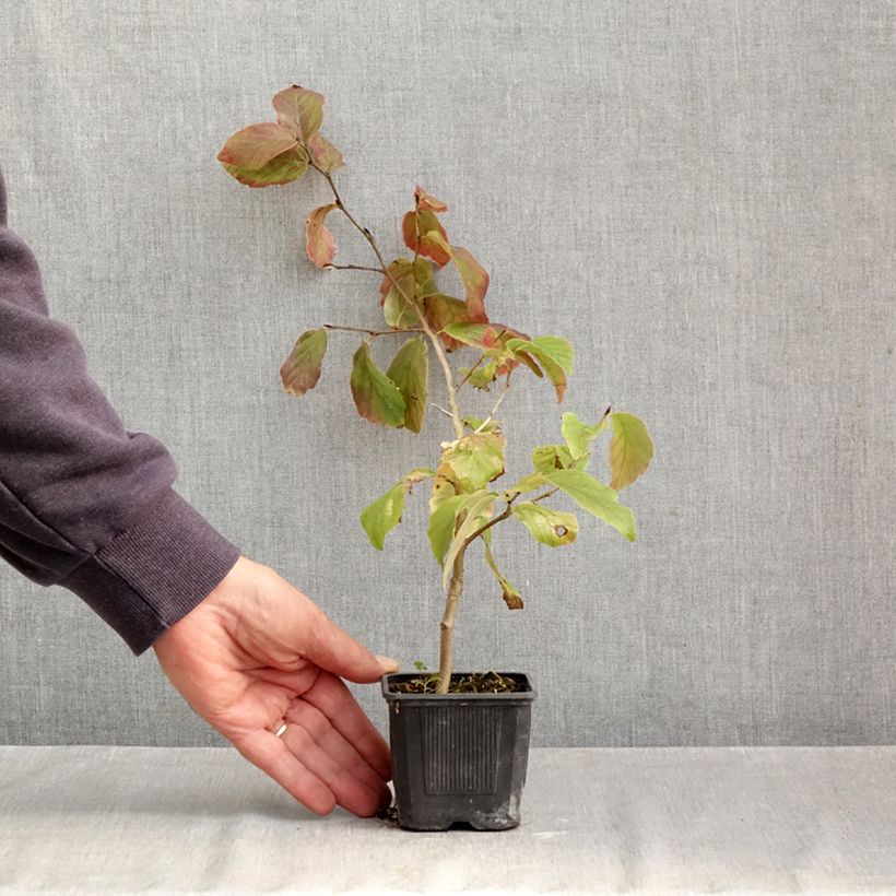 Exemplar von Eisenbaum Vanessa - Parrotia persica Kleine Töpfe von 8/9 cm wie im Herbst geliefert