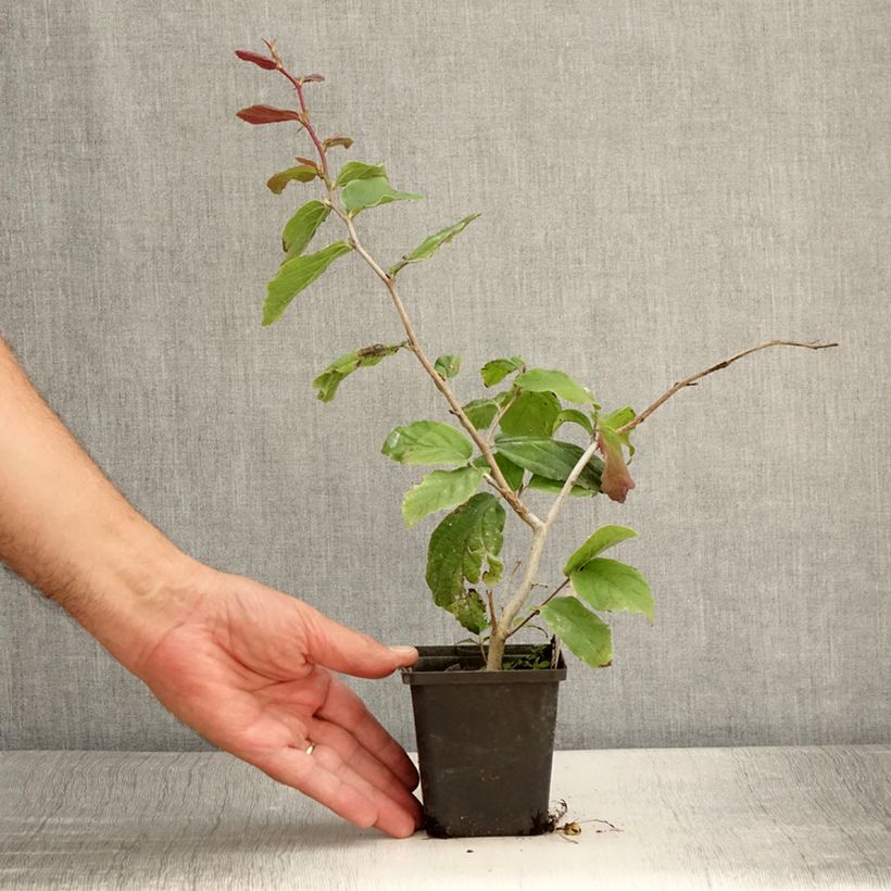 Exemplar von Eisenbaum Vanessa - Parrotia persica Kleine Töpfe von 8/9 cm wie im Sommer geliefert