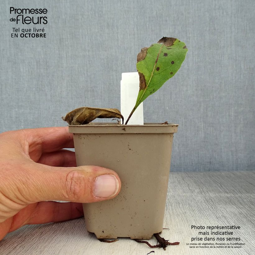 Exemplar von Prärie-Ampfer - Parthenium integrifolium Kleine Töpfe von 8/9 cm wie im Herbst geliefert