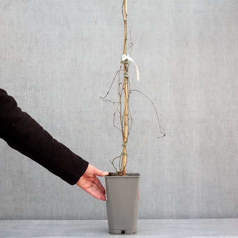 Exemplar von Zitronen gelbe Passionsblume - Passiflora citrina Topf mit 3L/4L wie im Winter geliefert