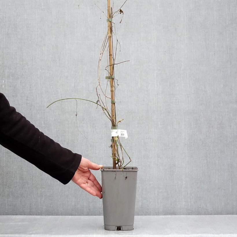 Exemplar von Zitronen gelbe Passionsblume - Passiflora citrina Topf mit 3L/4L wie im Frühjahr geliefert