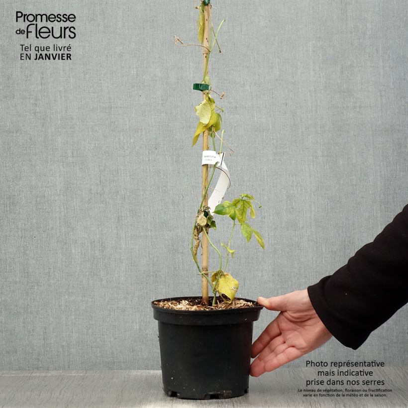 Exemplar von Fleischfarbene Passionsblume - Passiflora incarnata Topf mit 2L/3L wie im Winter geliefert