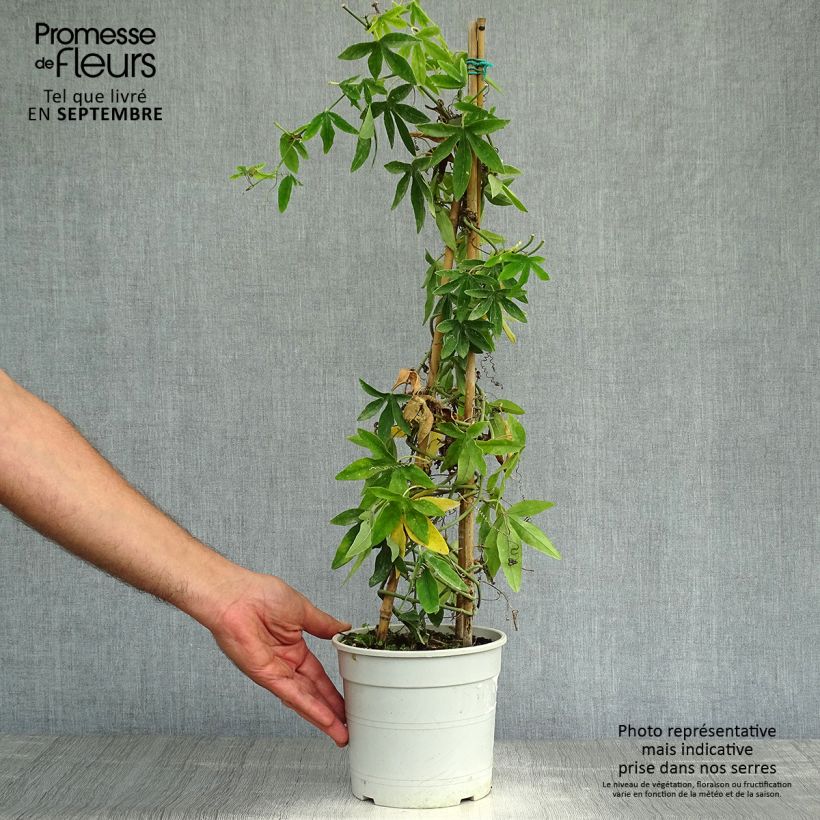 Exemplar von Weiße Passionsblume - Passiflora subpeltata Topf mit 2L/3L wie im Herbst geliefert