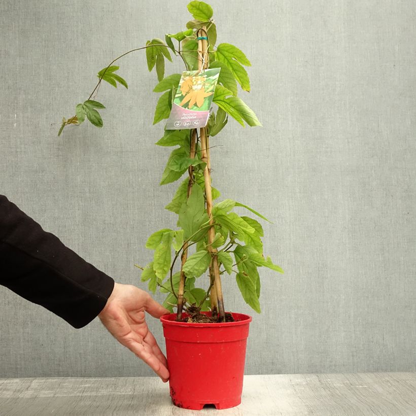 Exemplar von Rote Passionsblume - Passiflora vitifolia Topf mit 2L/3L wie im Herbst geliefert