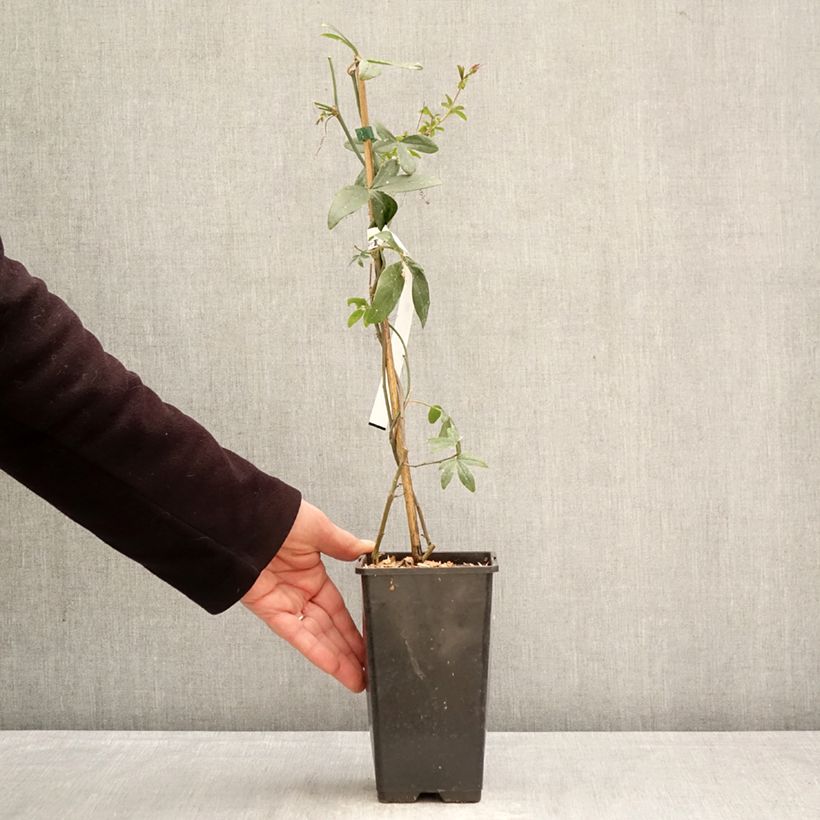 Exemplar von Blaue Passionsblume Clear Sky - Passiflora caerulea Topf mit 1,5L/2L wie im Frühjahr geliefert