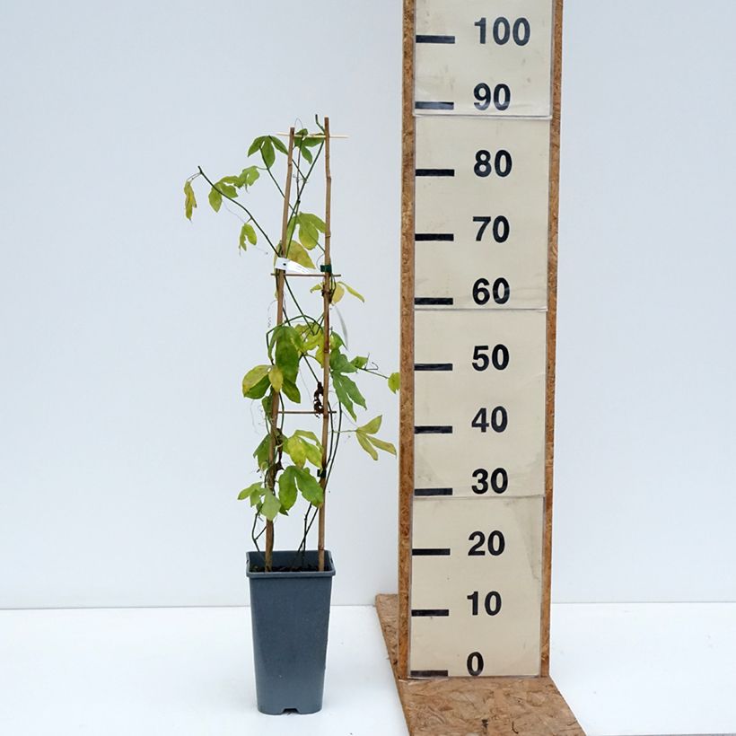 Exemplar von Passionsblume Incense - Passiflora Topf mit 2L/3L wie im Herbst geliefert