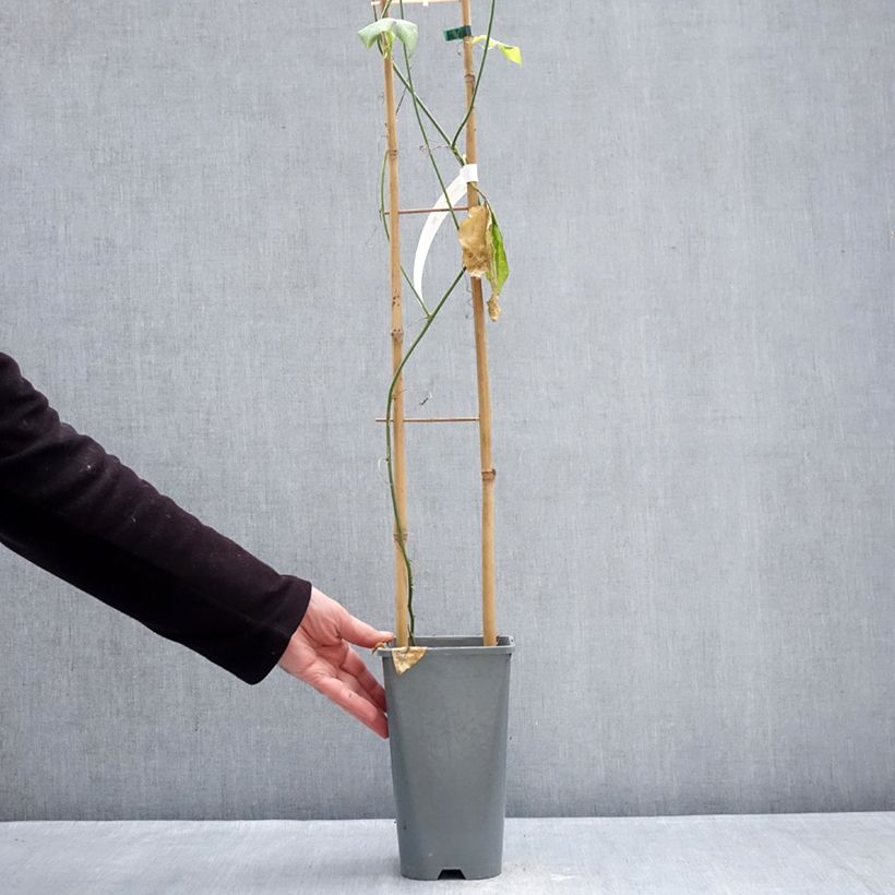 Exemplar von Passionsblume Incense - Passiflora Topf mit 2L/3L wie im Winter geliefert