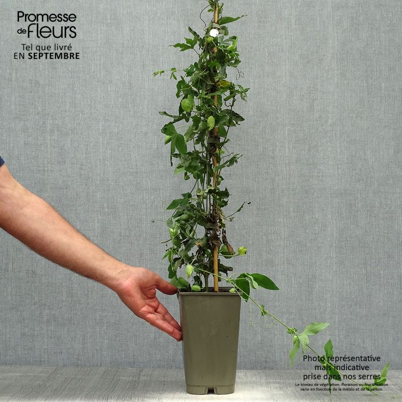 Exemplar von Passionsblume Lady Betty Myles Young - Passiflora Topf mit 3L/4L wie im Herbst geliefert
