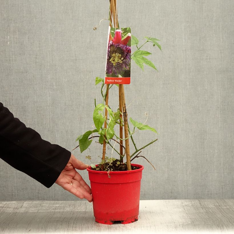 Exemplar von Passionsblume Marijke - Passiflora Topf mit 2L/3L wie im Herbst geliefert