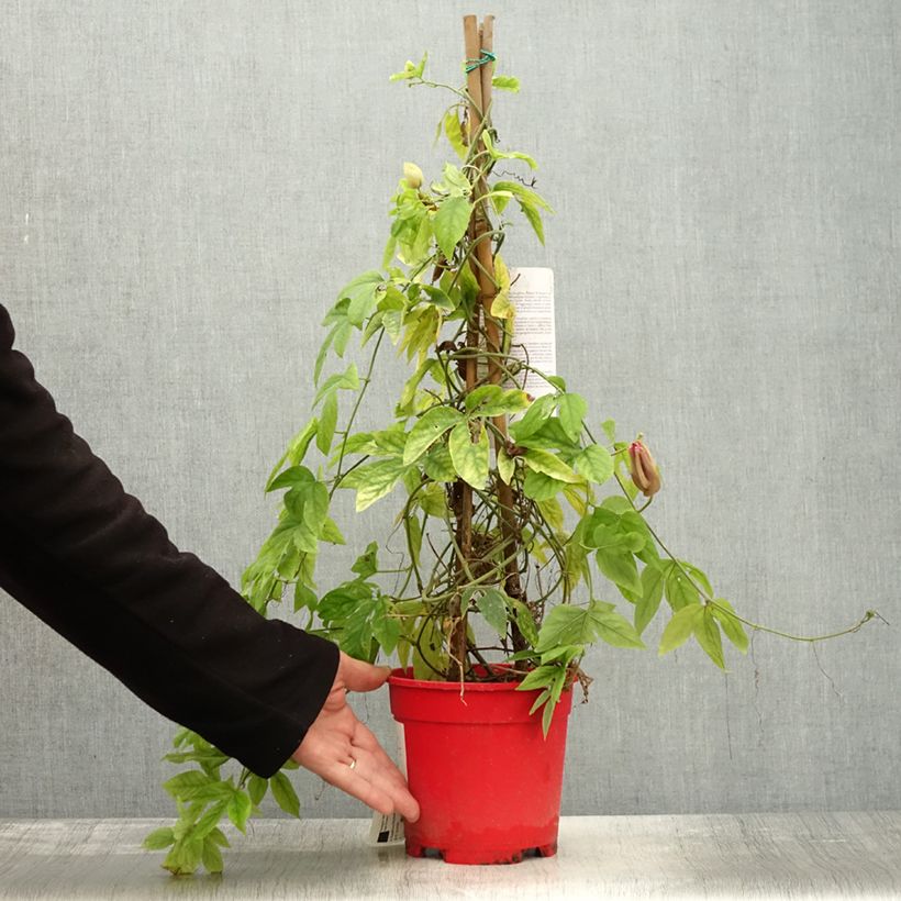 Exemplar von Passionsblume Michael - Passiflora Topf mit 2L/3L wie im Herbst geliefert