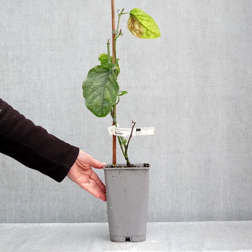 Exemplar von Riesen-Grenadille - Passiflora quadrangularis Topf mit 3L/4L wie im Herbst geliefert