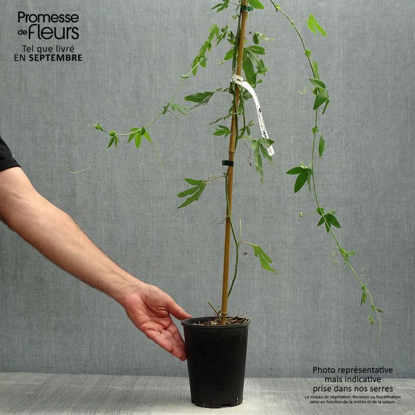 Exemplar von Passionsblume Snow Queen - Passiflora hybrida Topf mit 2L/3L wie im Herbst geliefert