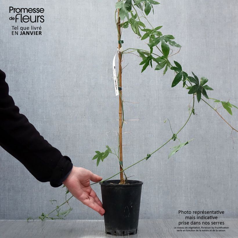 Exemplar von Passionsblume Snow Queen - Passiflora hybrida Topf mit 2L/3L wie im Winter geliefert